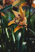 Yellow petaled flower photo