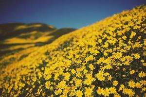 Yellow daisy field photo