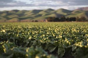 Green plant field photo