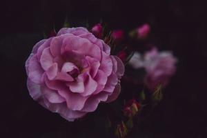 Low-key pink flower photo