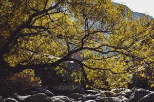 Nature photography of rocks under green tree  photo