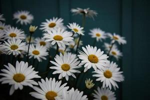 Fotografía de enfoque superficial de flores blancas. foto