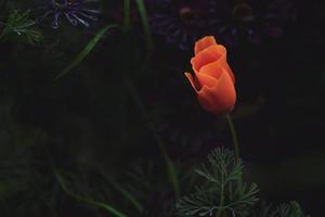 Orange petaled flower photo