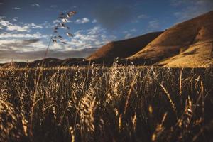 Brown wheat field photo