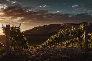 Plants and mountains during golden hour photo