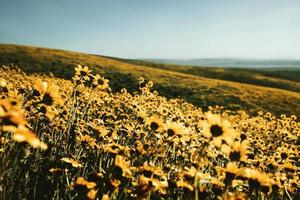 Daisy field during daytime photo