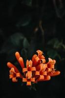 Orange flower in tilt shift lens photo