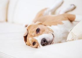 Purebred beagle dog on sofa in luxury Hotel room