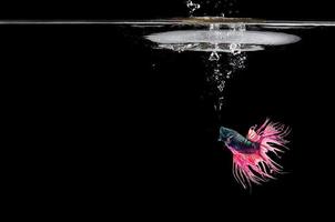 Fighting fish in water photo