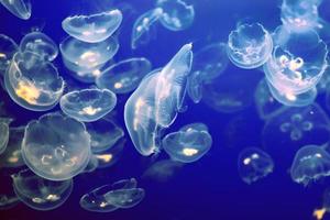 Clear moon jellyfish  photo