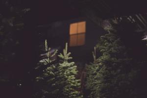 Selective focus of green pine tree photo