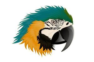 Realistic macaw parrot vector