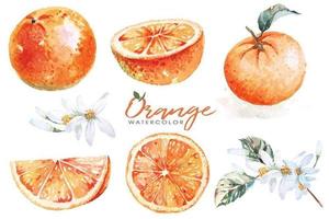 Set of oranges painted with watercolors vector