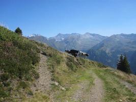 Cows in the mountains photo