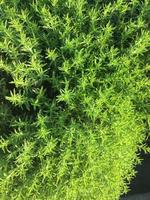 Thyme in the garden photo