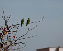 Birds perched on branch photo