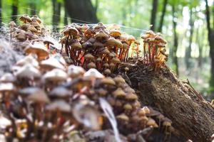 Mushrooms in the forest photo