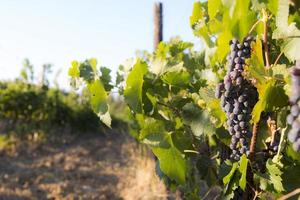 cultivo de uvas rojas en viñedo foto