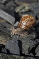 Snail on top of a rock photo