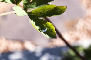 Dew drop on green leaf photo