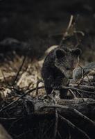 Baby bear in the woods photo