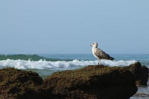 Seagull perched on rock photo