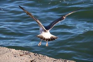 Seagull taking flight photo