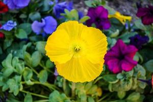 primer plano, de, un, flor amarilla foto