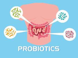 parte del cuerpo con organismos probióticos vector