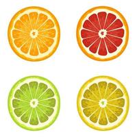 Set of citrus isolated vector