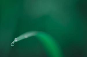 Dew drop on green leaf photo
