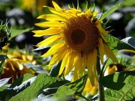 girasol en el sol brillante foto