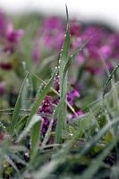 Dew drops on grass blades photo