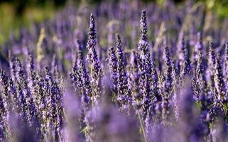 Close-up of a field of lavender photo