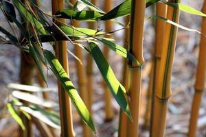 primer plano de bambú foto