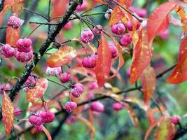 Red berries and autumn leaves photo