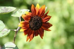 primer plano, de, un, girasol rojo foto