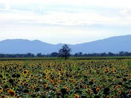 campo de girasoles y montañas foto