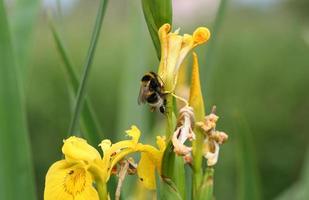 Bee on yellow iris flowers photo