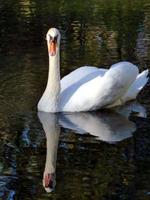 White swan on water photo