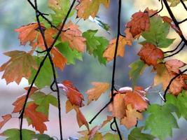 Colorful autumn leaves photo