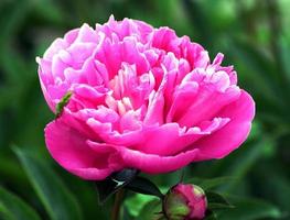 Pink peony in sunlight photo