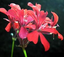 Sunlight on red flowers photo