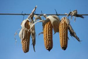 Corn hanging on line photo