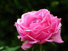 Pink peony in garden photo