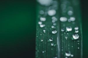 gotas de lluvia sobre una hoja verde foto