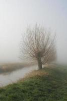 Tree by a stream covered in fog