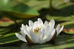 White water lily in pond