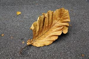 Dry leaf on the road photo