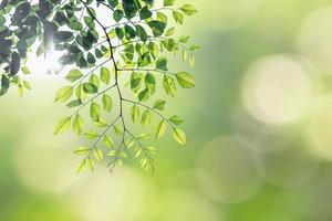 Green leaves bokeh background